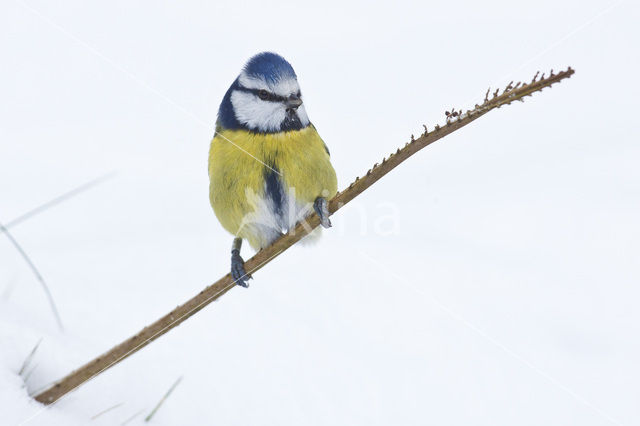 Pimpelmees (Parus caeruleus)