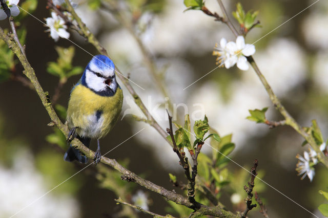 Pimpelmees (Parus caeruleus)