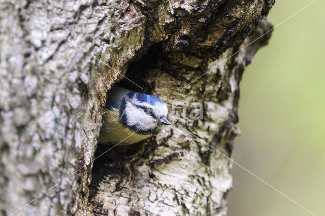 Blue Tit (Parus caeruleus)