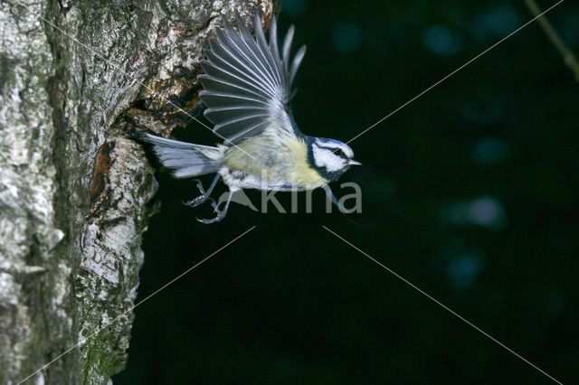 Pimpelmees (Parus caeruleus)