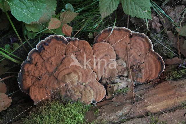 Platte tonderzwam (Ganoderma lipsiense)