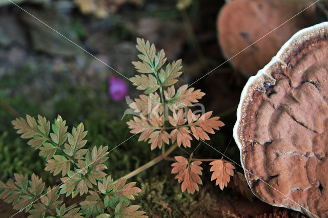 Platte tonderzwam (Ganoderma lipsiense)