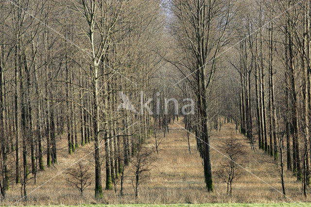 Poplar (Populus spec.)