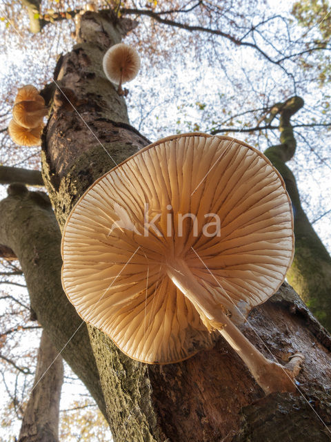 Porcelain fungus (Oudemansiella mucida)