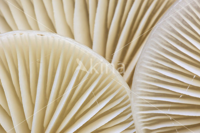 Porcelain fungus (Oudemansiella mucida)
