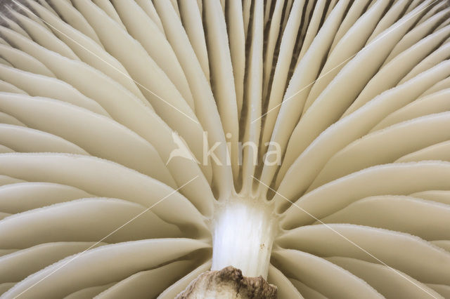 Porcelain fungus (Oudemansiella mucida)