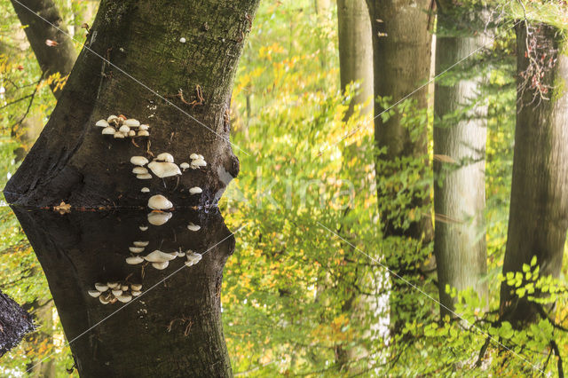 Porcelain fungus (Oudemansiella mucida)