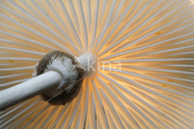 Porcelain fungus (Oudemansiella mucida)