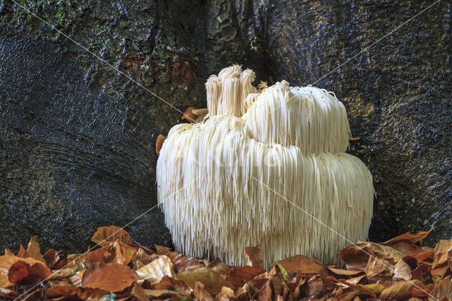 Bearded tooth (Hericium erinaceus)