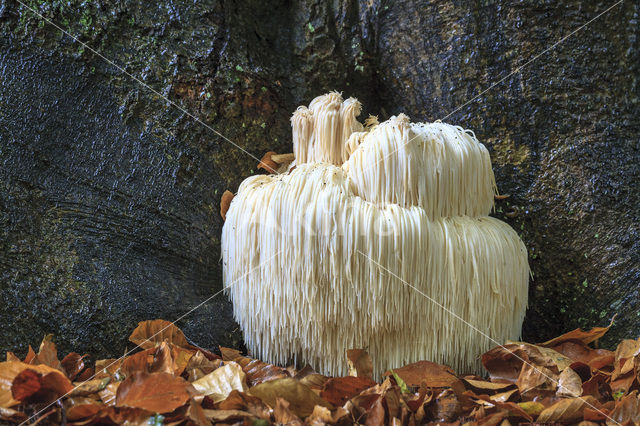 Pruikzwam (Hericium erinaceus)