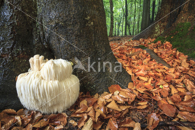 Bearded tooth (Hericium erinaceus)