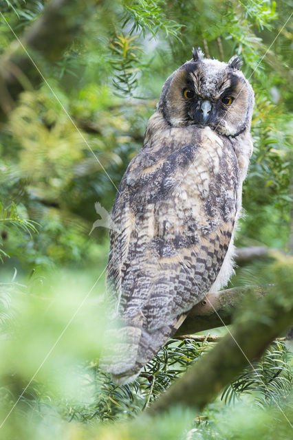 Long-eared Owl (Asio otus)