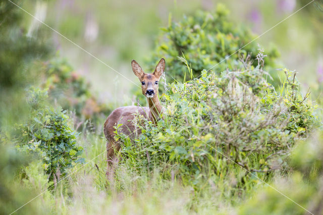 Roe Deer (Capreolus capreolus)