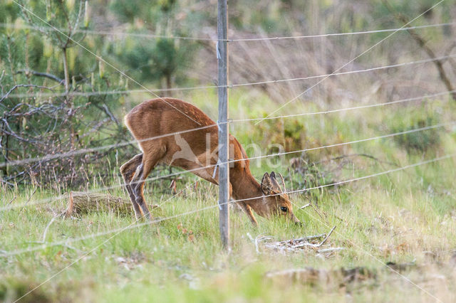 Roe Deer (Capreolus capreolus)