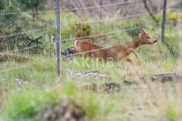 Roe Deer (Capreolus capreolus)