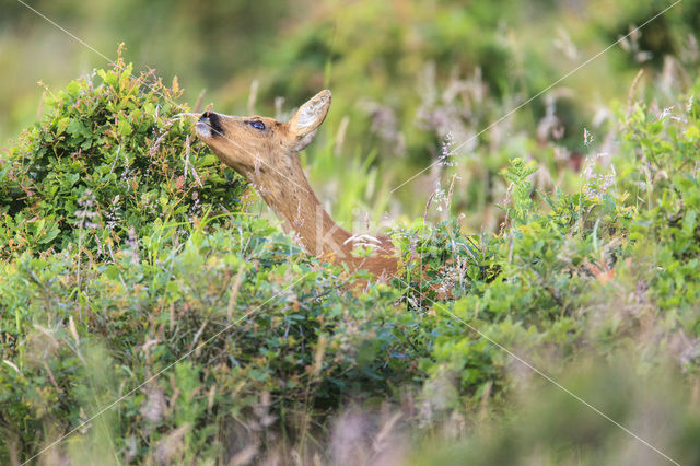 Roe Deer (Capreolus capreolus)