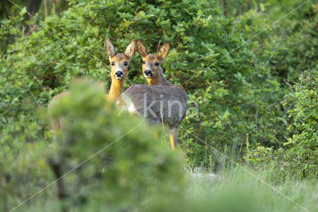 Roe Deer (Capreolus capreolus)