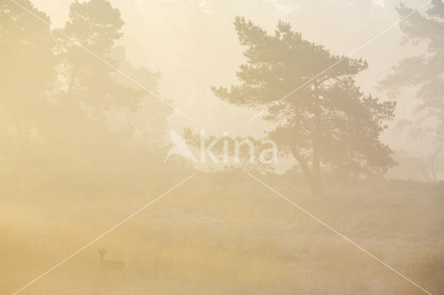 Roe Deer (Capreolus capreolus)