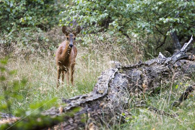 Roe Deer (Capreolus capreolus)