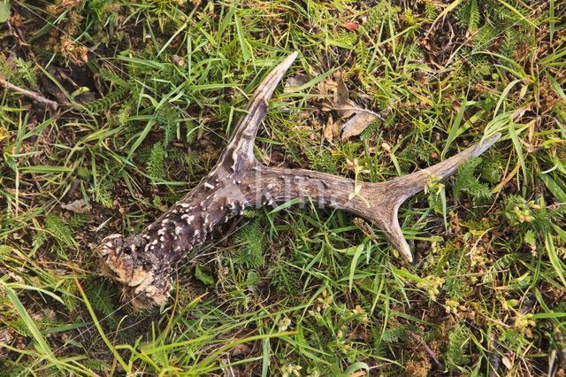 Roe Deer (Capreolus capreolus)