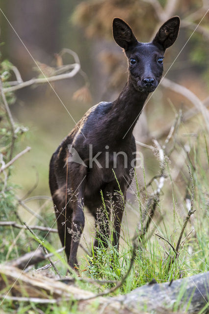 Roe Deer (Capreolus capreolus)