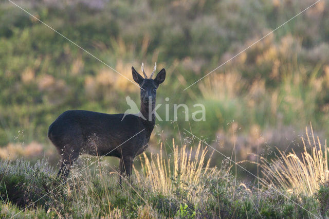 Roe Deer (Capreolus capreolus)