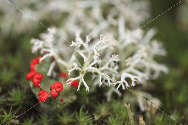 Reindeer Lichen (Cladina)