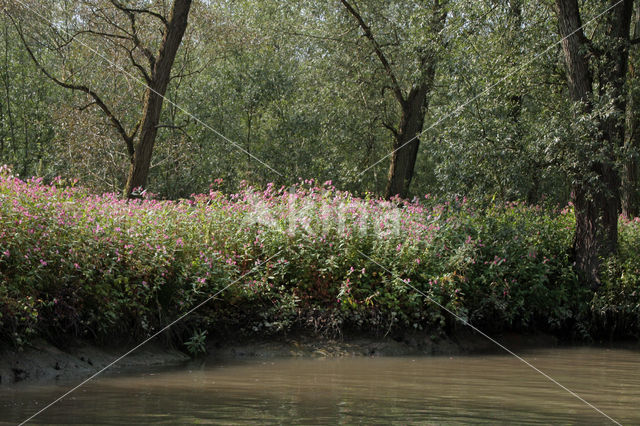 Indian Balsam (Impatiens glandulifera)