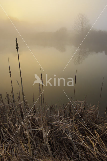 Common Reed (Phragmites australis)