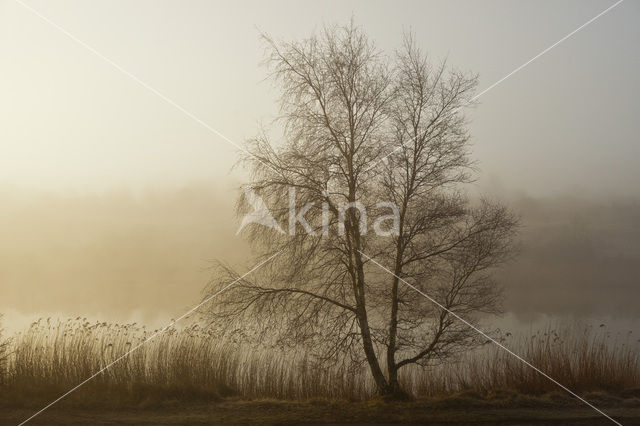 Riet (Phragmites australis)