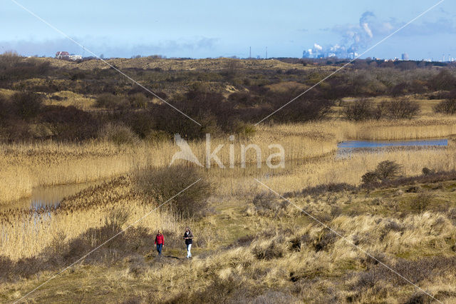 Riet (Phragmites australis)