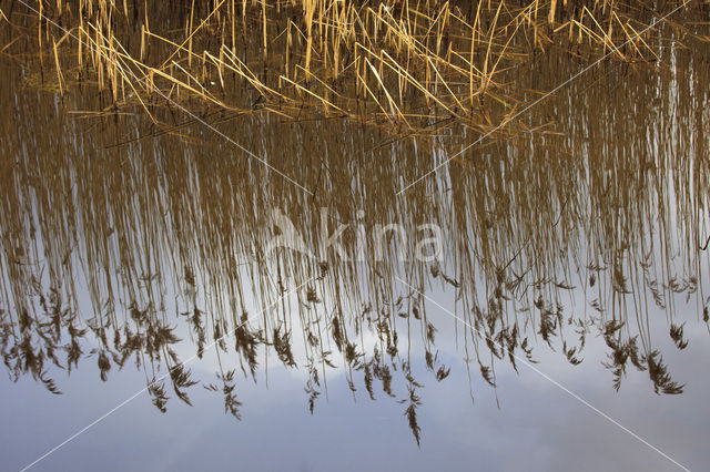 Riet (Phragmites australis)