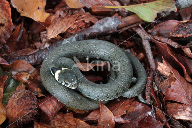 Grass Snake (Natrix natrix)