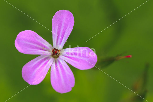 Robertskruid (Geranium robertianum)