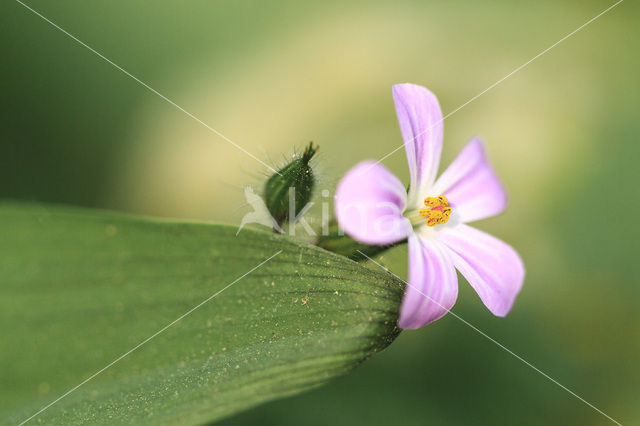 Robert geranium (Geranium robertianum)