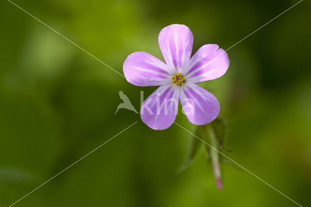 Robert geranium (Geranium robertianum)