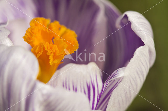 Colchicum vernum