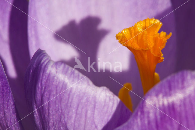 Colchicum vernum