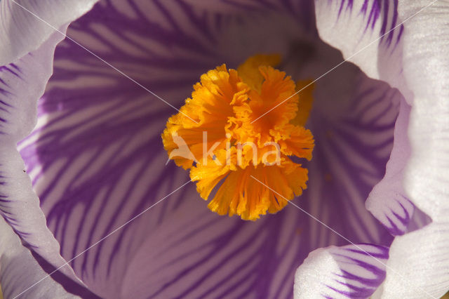 Colchicum vernum