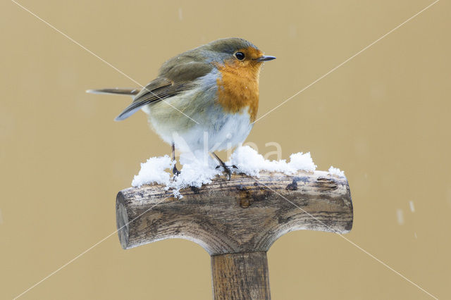Roodborst
