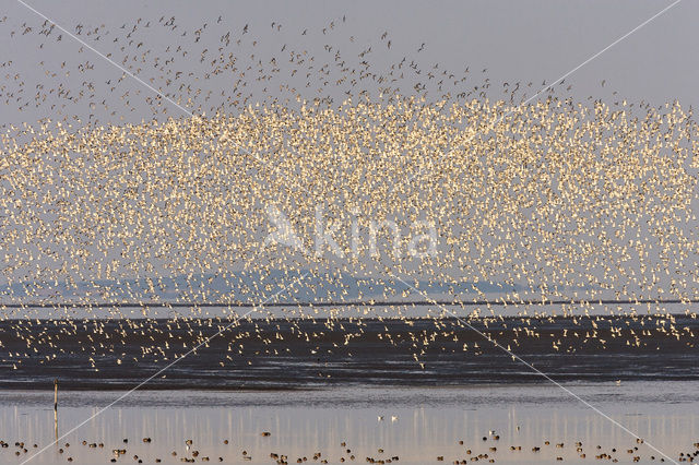 Rosse Grutto (Limosa lapponica)