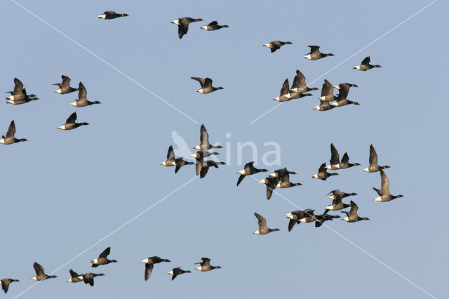 Rotgans (Branta bernicla)