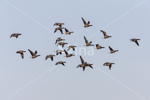 Rotgans (Branta bernicla)