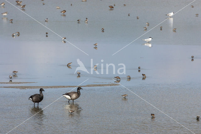 Brent Goose (Branta bernicla)