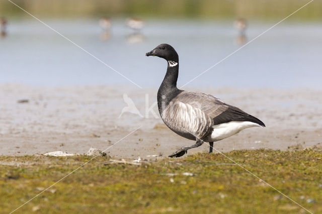 Rotgans (Branta bernicla)