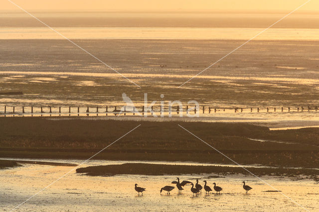 Rotgans (Branta bernicla)