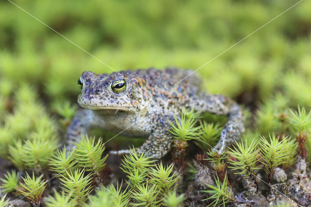 Rugstreeppad (Bufo calamita