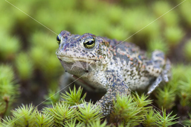 Natterjack toad (Bufo calamita