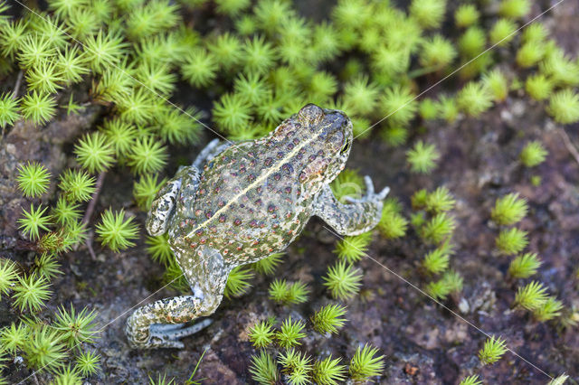 Rugstreeppad (Bufo calamita