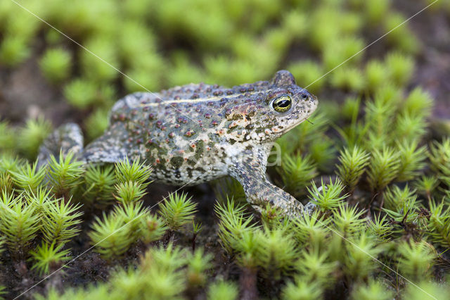 Rugstreeppad (Bufo calamita